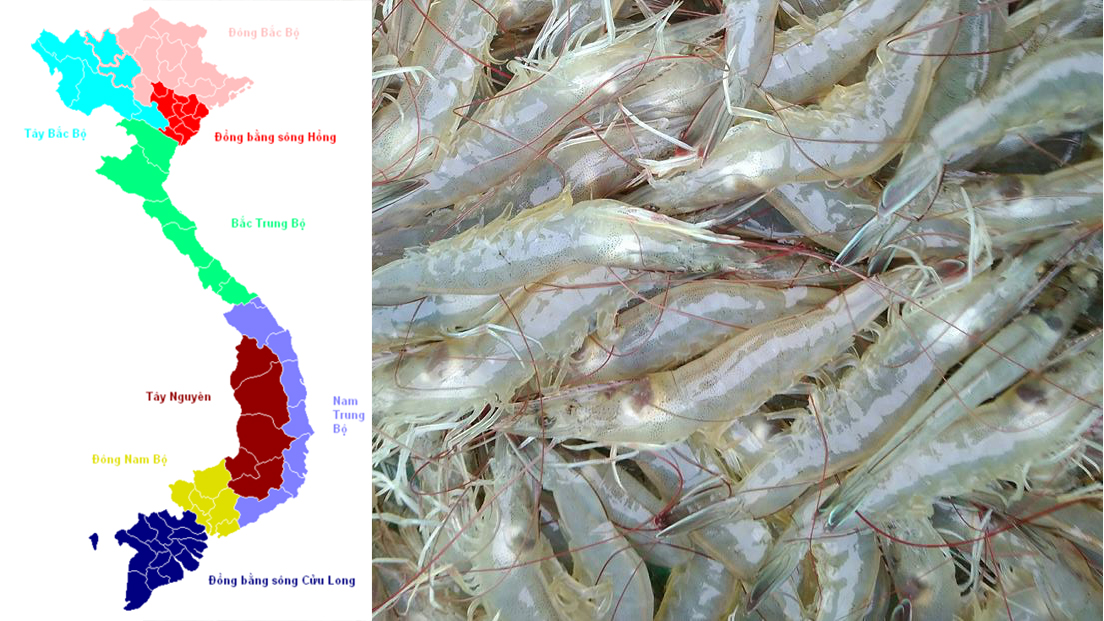 Khung mùa vụ thả giống nuôi tôm nước lợ năm 2018