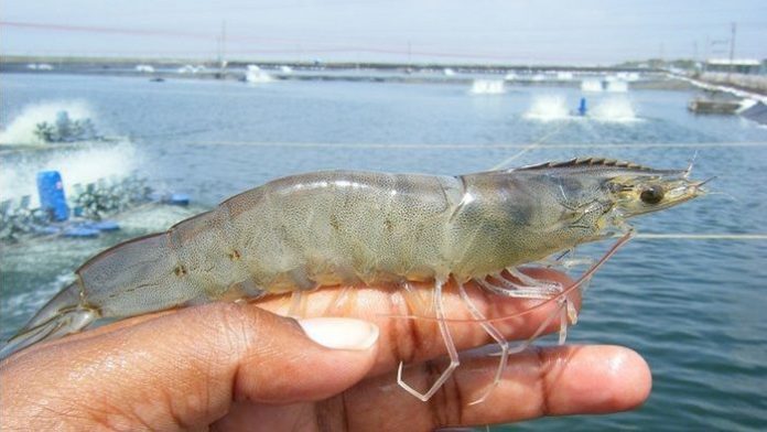 Cách nuôi tôm thẻ chân trắng hiệu quả