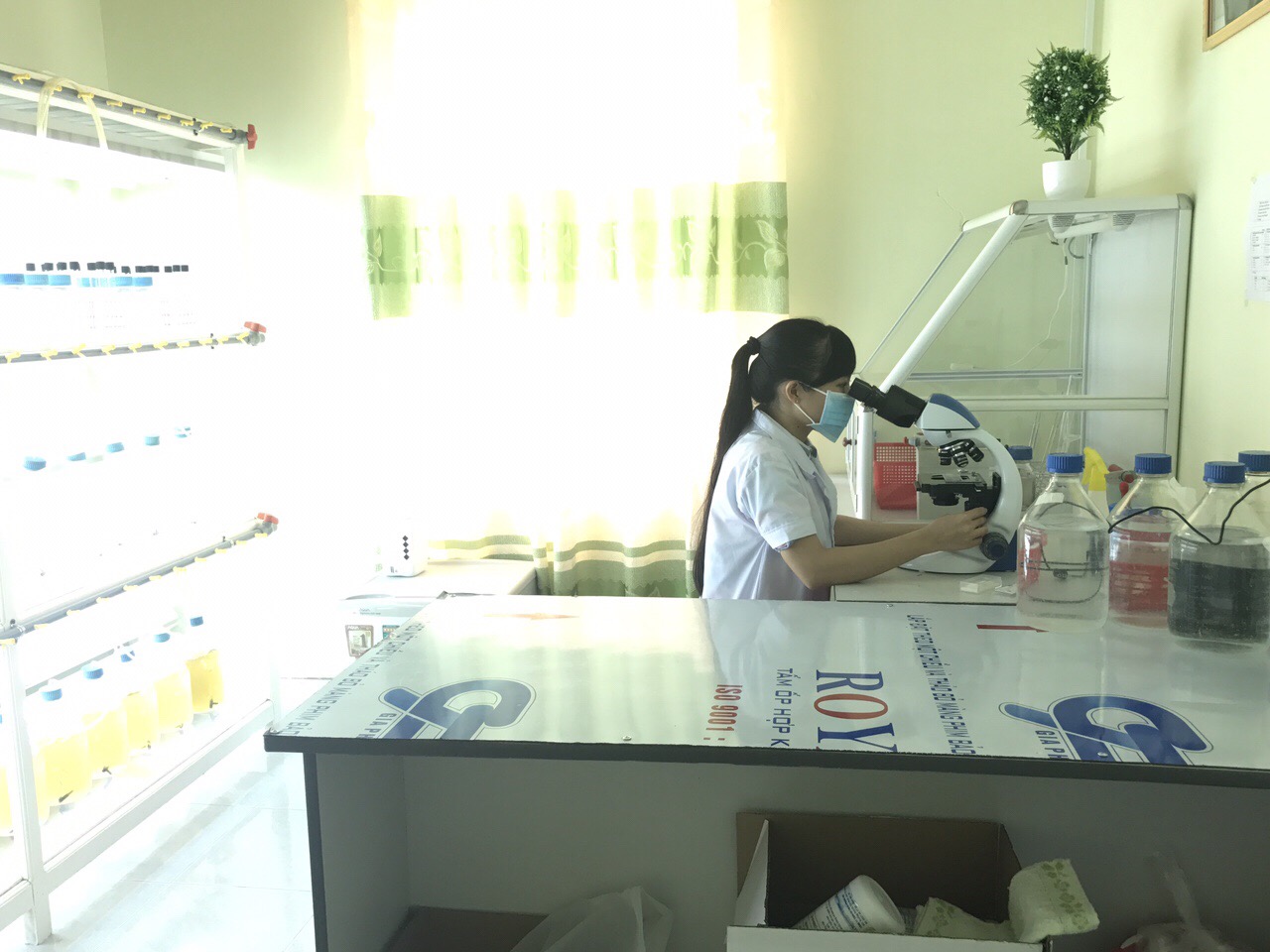 Thí nghiệm tảo tươi