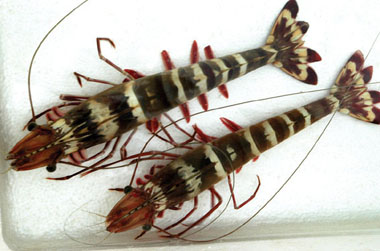 Tốm Sú Bố Mẹ