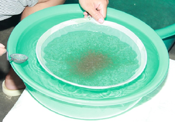 Tôm Thẻ Chân Trắng  02